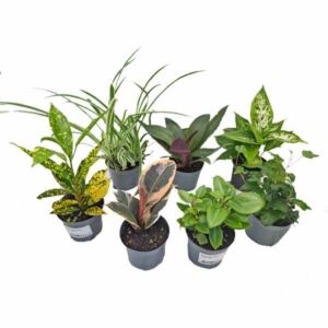 House Plants Small Green Assorted 8.5cm Pot