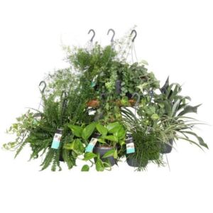 Green House Plants in Plastic Hanging Basket Assorted Species