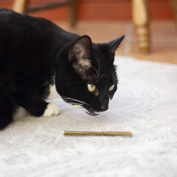 Rosewood Naturals Catnip Sticks Cat Toy