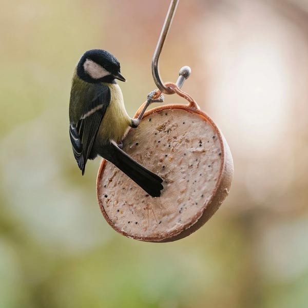 Peckish Natural Balance Coco-Not Wild Bird Feeder 4 Pack