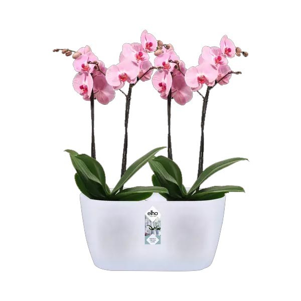 Elho Brussels Orchid Duo Transparent 25cm Flower Pot