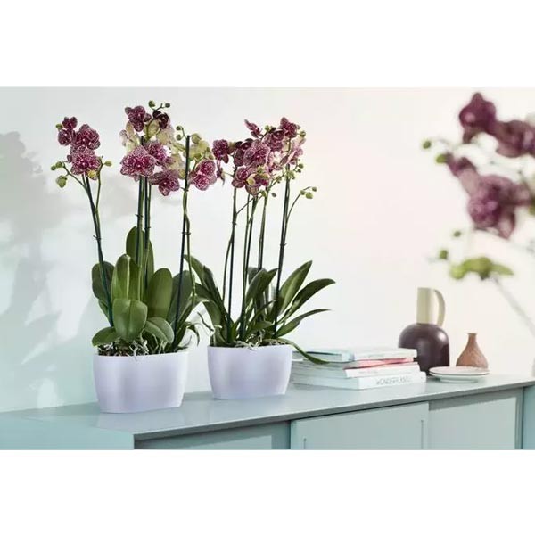 Elho Brussels Orchid Duo Transparent 25cm Flower Pot