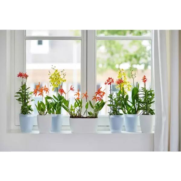 Elho Brussels Orchid Duo Transparent 25cm Flower Pot