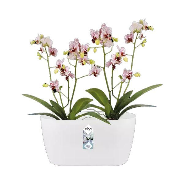 Elho Brussels Orchid Duo White 25cm Flower Pot