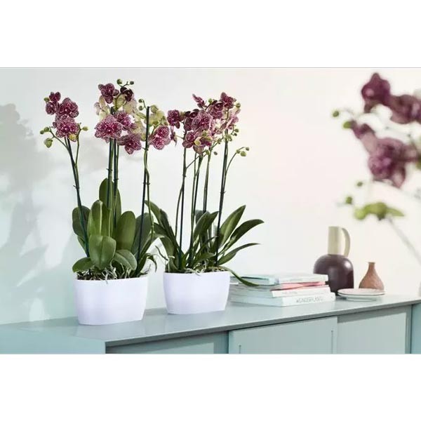 Elho Brussels Orchid Duo White 25cm Flower Pot