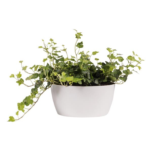 Elho Brussels Bowl White 23cm Flower Pot