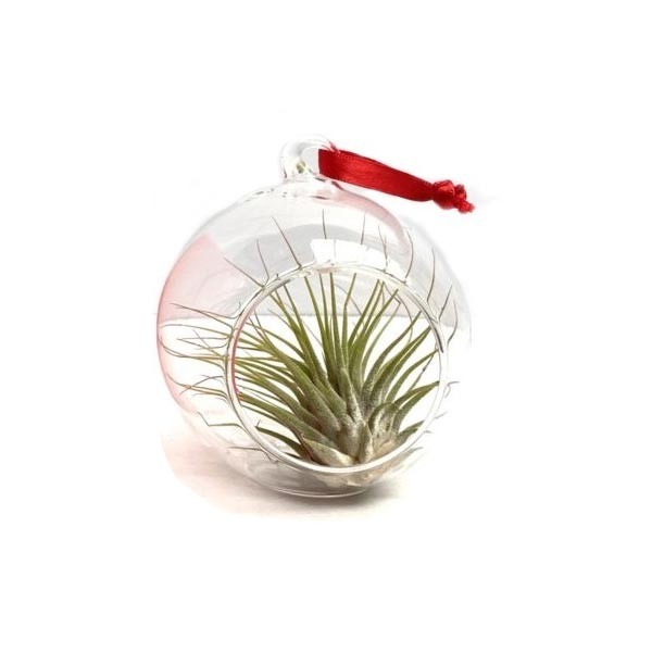 AirPlant Assorted Species in Glass Jar