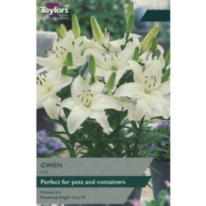 Taylors Bulbs Lily Gwen 3 Pack- NL