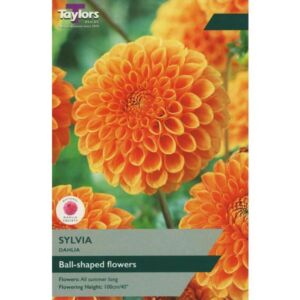 Taylors Bulbs Dahlia Sylvia Single - NL