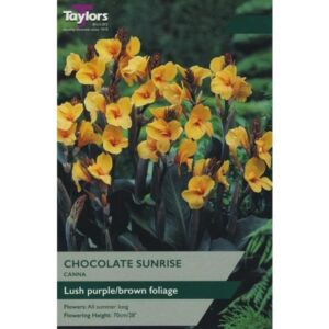 Taylors Bulbs Canna Chocolate Sunrise Single - NL, IL