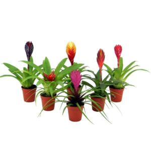 Bromelia (Assorted Species) 9cm