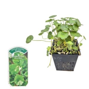 Waterplant Oxygenator Marsh Pennywort (Hydrocotyle vulgaris) 1 Litre