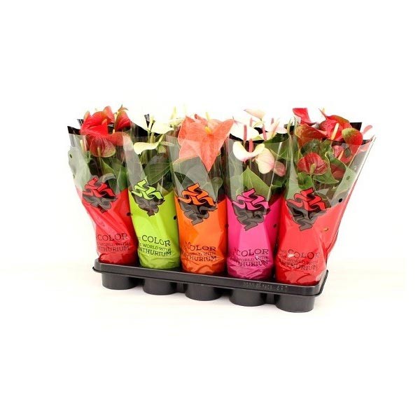 Anthurium andraeanum Assorted 12cm