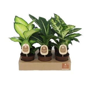 Dumb Cane Assorted (Dieffenbachia) 12cm