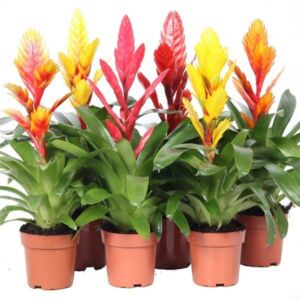 Bromeliad vriesea Assorted 12cm Pot