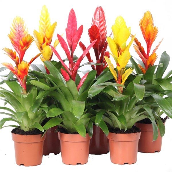 Bromeliad vriesea Assorted 12cm Pot