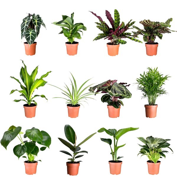 The Horti House Green Plants Mix 12cm