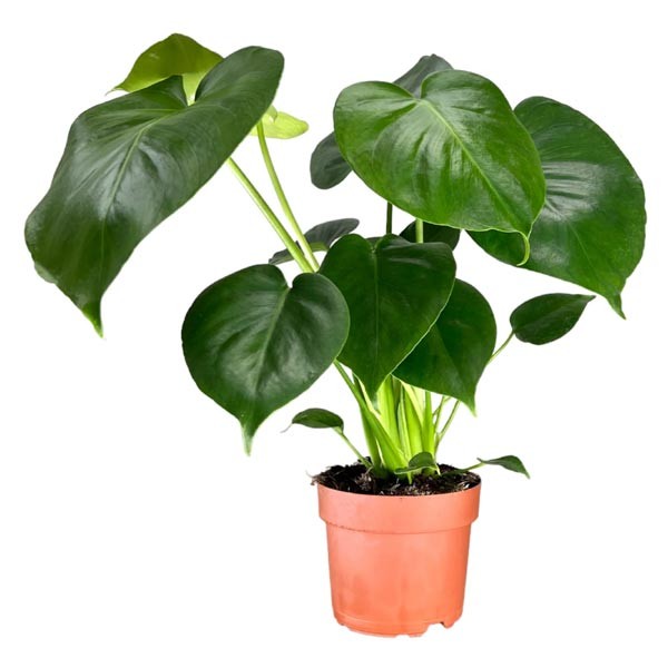 The Horti House Monstera deliciosa Plant 12cm Pot