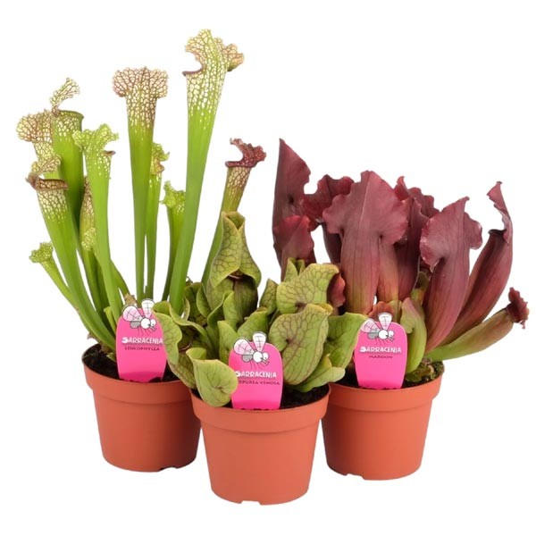 The Horti House Trumpet Pitchers (Sarracenia) Mixed 12m Pot