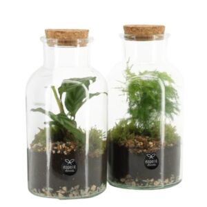 Composition Terrarium 10cm Assorted Plants