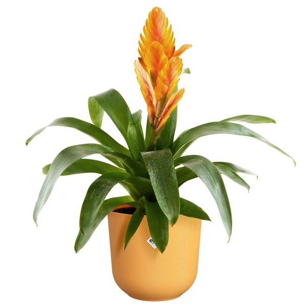 Elho Jazz Round Amber Yellow 14cm Flower Pot