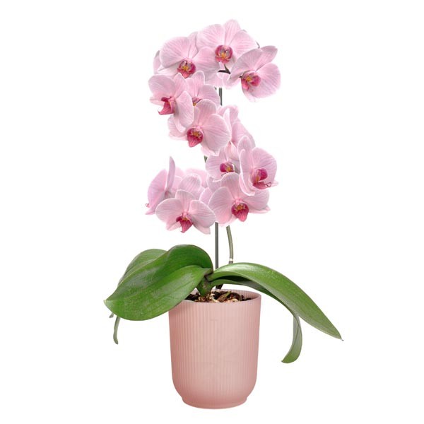 Elho Vibes Fold Orchid High Frosted Pink 12.5cm Flower Pot