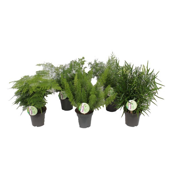 Asparagus Fern Assorted 12cm Pot