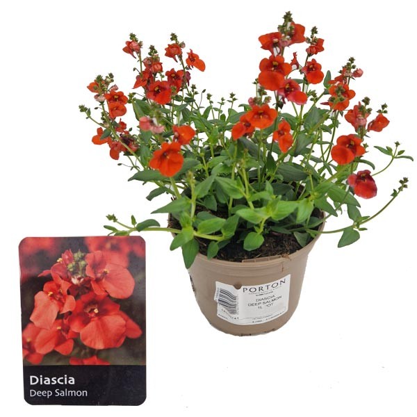 Diascia "Deep Salmon" 1 Litre Pot