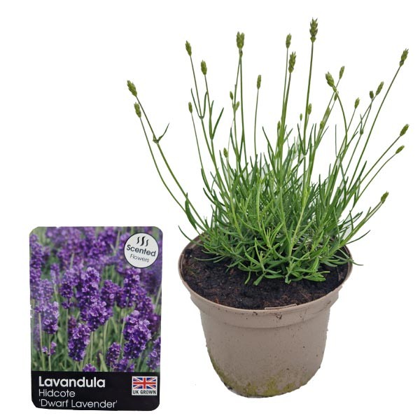 English lavender 'Hidcote' (Lavandula angustifolia) 3 Litre Pot