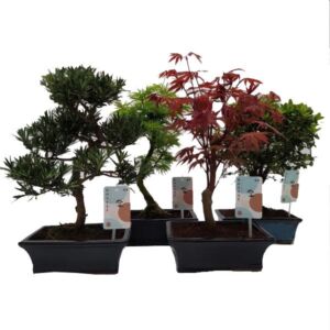 Bonsai Outdoor Mix 20cm Pot