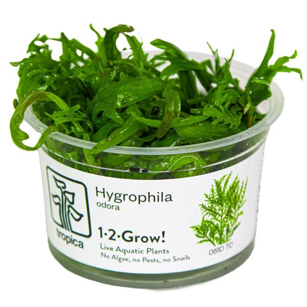 Tropica 1-2-Grow! Hygrophila odora Pot