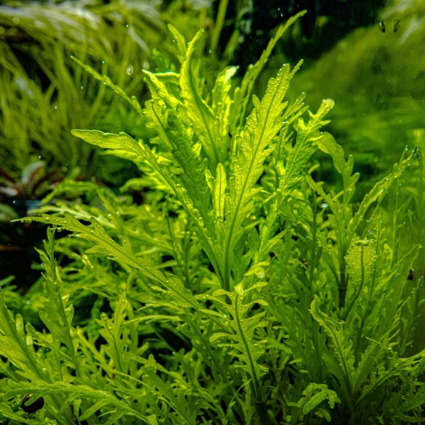 Tropica 1-2-Grow! Hygrophila odora Pot