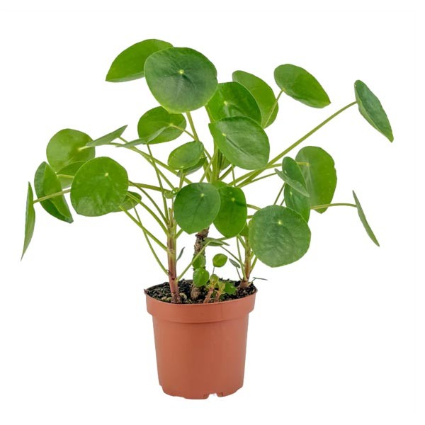 The Horti House Pilea 12cm Mix