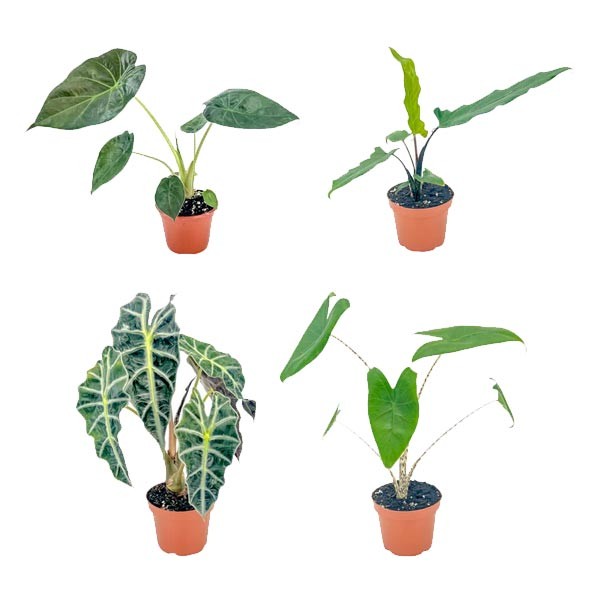 The Horti House Alocasia 12cm Mix