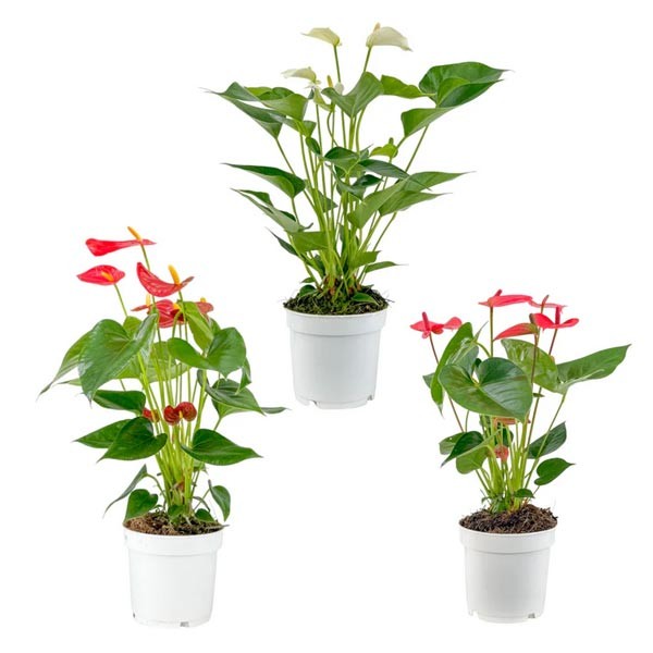 The Horti House Anthurium Mixed 12cm Pot (assorted)