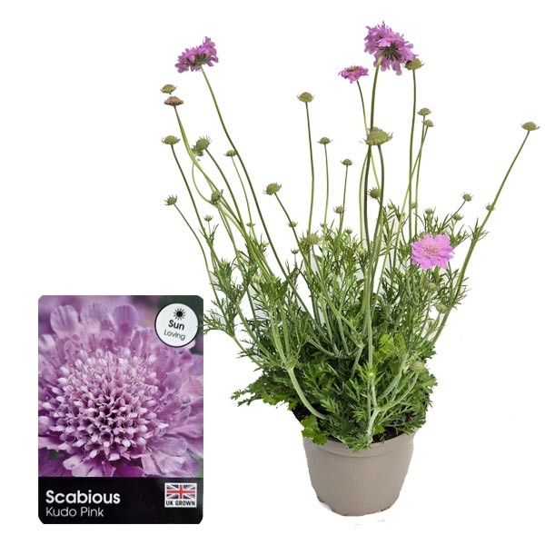 Scabiosa Kudo Pink 3 Litre Pot