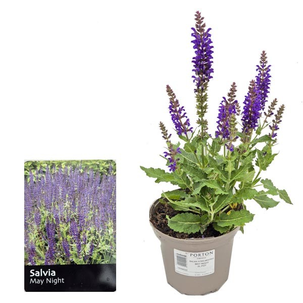 Salvia × sylvestris "May Night" 2 Litre Pot