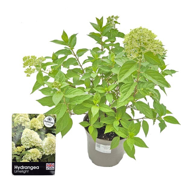 Hydrangea paniculata "Limelight" 3 Litre Pot