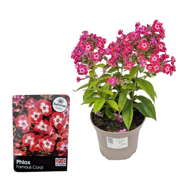 Phlox paniculata "Famous Coral" 3 Litre Pot