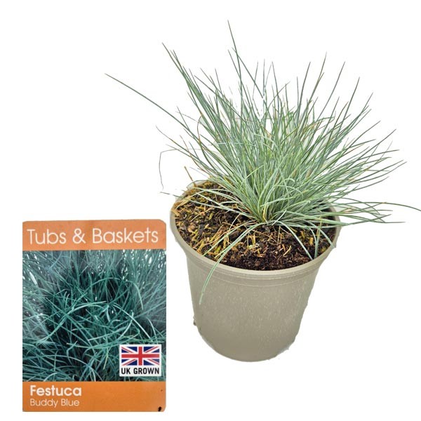 Festuca glauca "Buddy Blue" V11 Pot