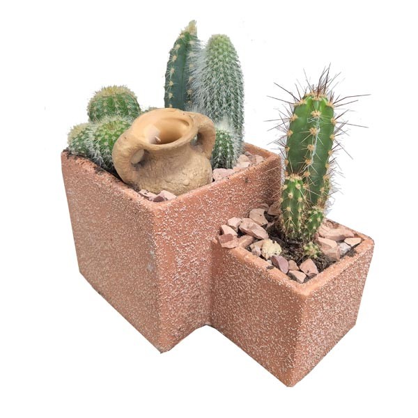 The Horti House Cacti arrangement 2 Level in Terracotta Planter Medium