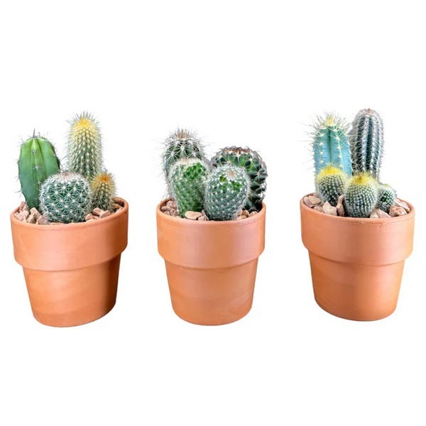 The Horti House Cacti Trio Planter in Terracotta Pot 10cm