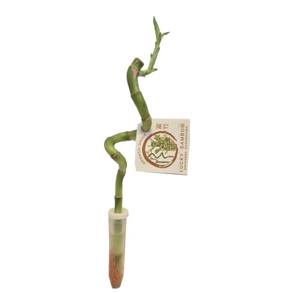 Lucky Bamboo 30cm with Tube (Dracaena Sanderiana)