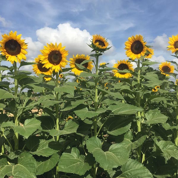 Unwins Nature's Haven Sunflower Tall Timbers Seeds