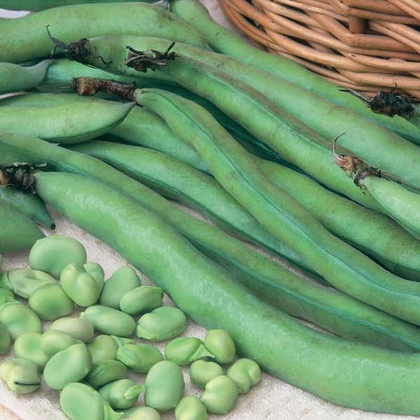 Unwins Broad Bean Masterpiece Green Longpod Seeds