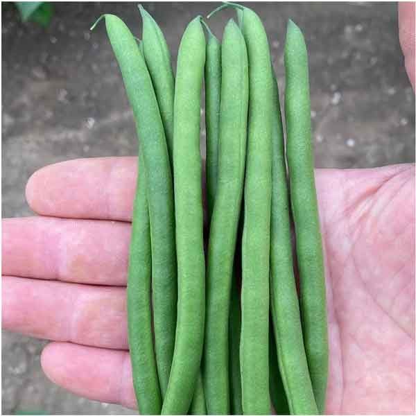 Unwins Dwarf French Bean Quartz Seeds