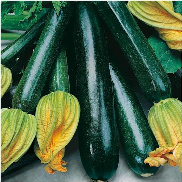 Unwins Organic Courgette Black Beauty Seeds