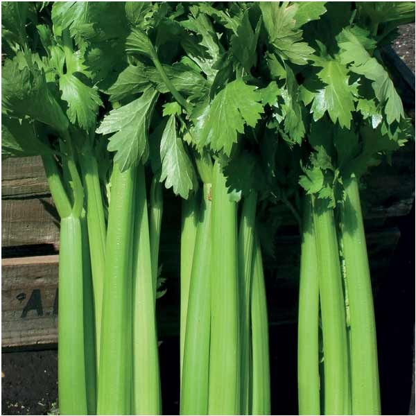 Unwins Celery Hadrian F1 Seeds