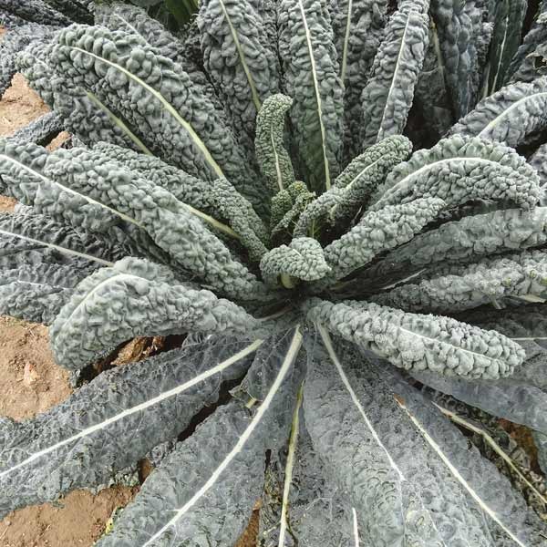 Unwins Kale Black Magic Seeds