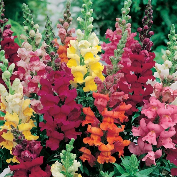 Unwins Little Growers Antirrhinum Snapdragon Seeds